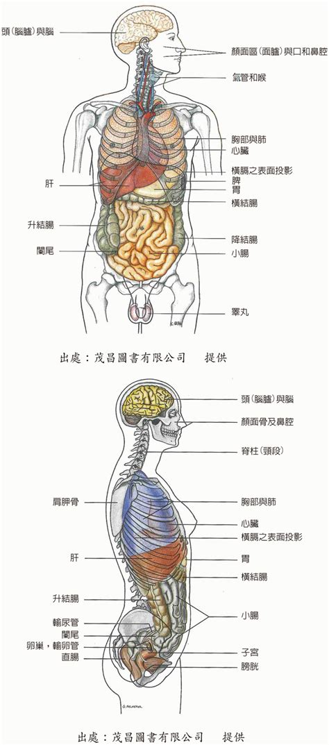 身體結構圖女|人體